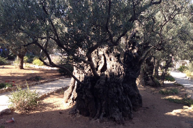 An olive tree with a thick trunk in Jerusalem